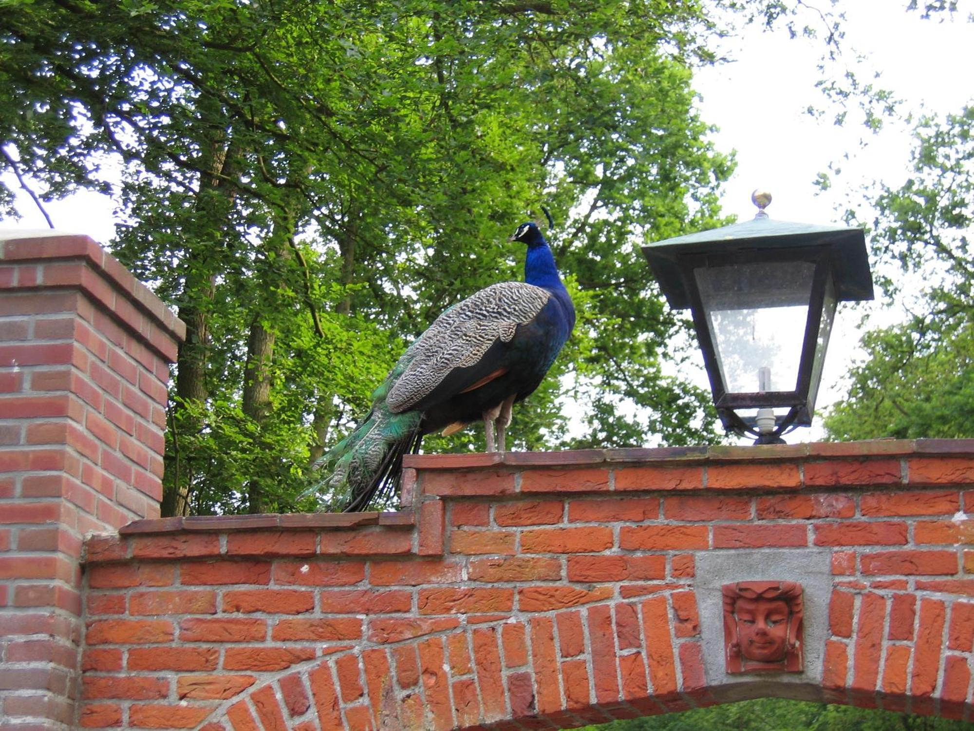 Londons Cottage هيلْفِرسوم المظهر الخارجي الصورة